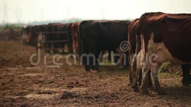 一群奶牛站在开阔的围场里